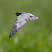 Black Tern