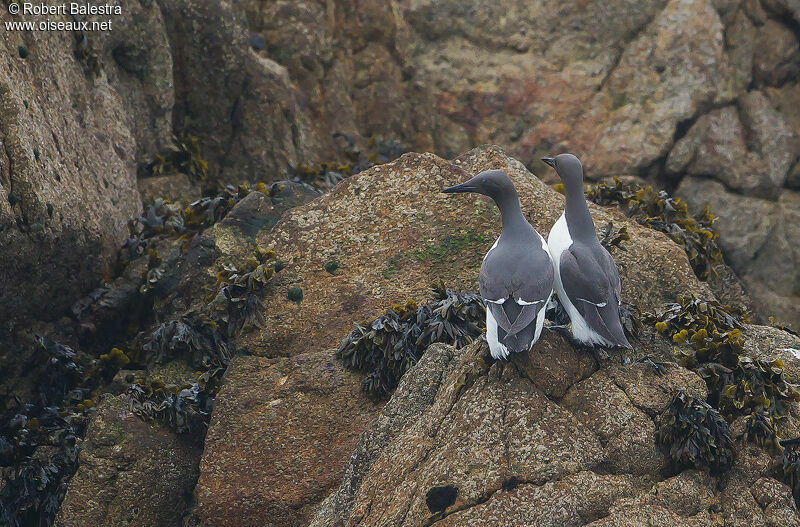 Common Murre