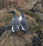 Guillemot de Troïl