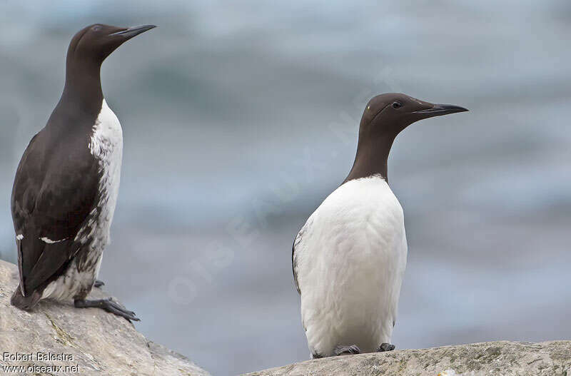 Guillemot de Troïladulte, pigmentation, Comportement