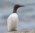 Guillemot de Troïl