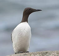 Common Murre