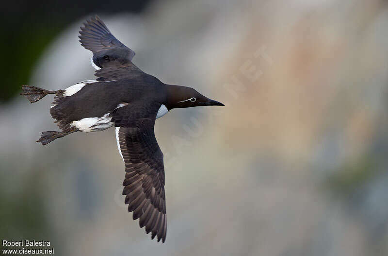 Common Murreadult, Flight