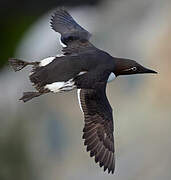 Common Murre