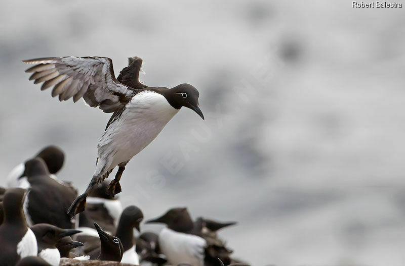 Guillemot de Troïl