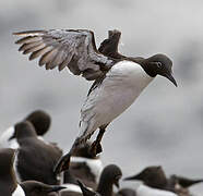 Guillemot de Troïl