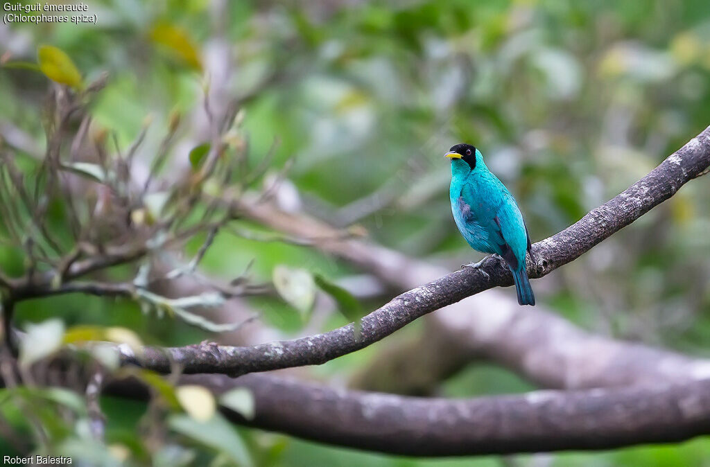 Green Honeycreeper male