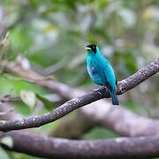 Green Honeycreeper