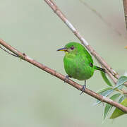 Green Honeycreeper