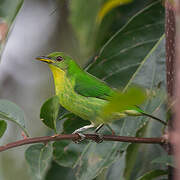 Green Honeycreeper