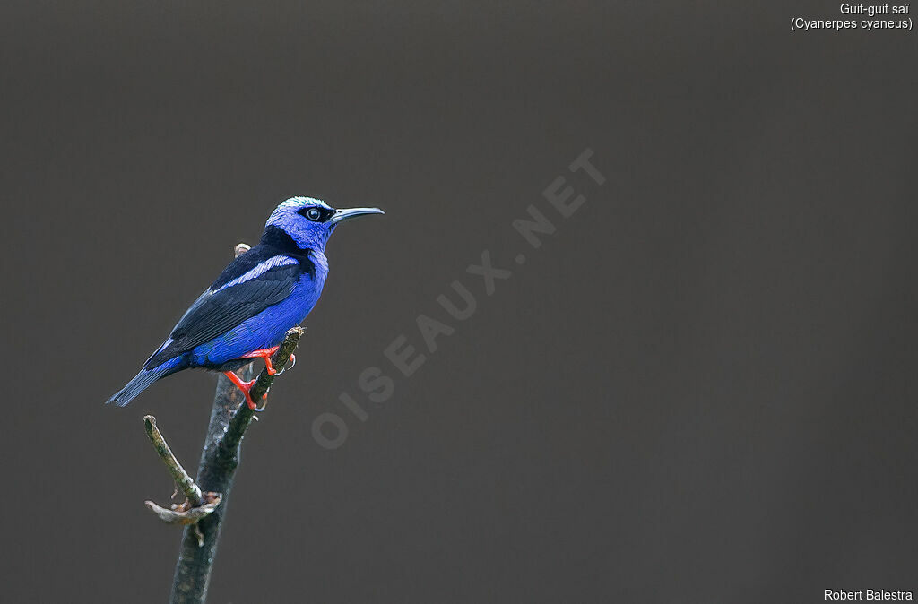 Red-legged Honeycreeper