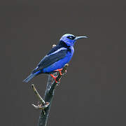 Red-legged Honeycreeper