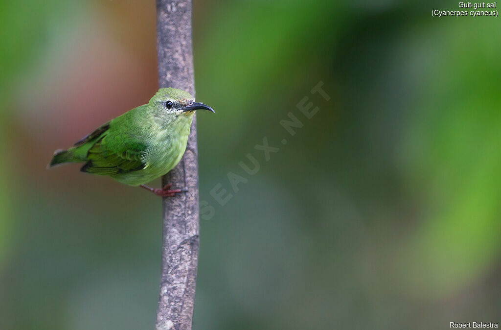 Red-legged Honeycreeper female