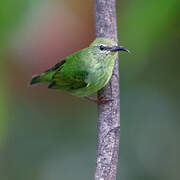 Red-legged Honeycreeper