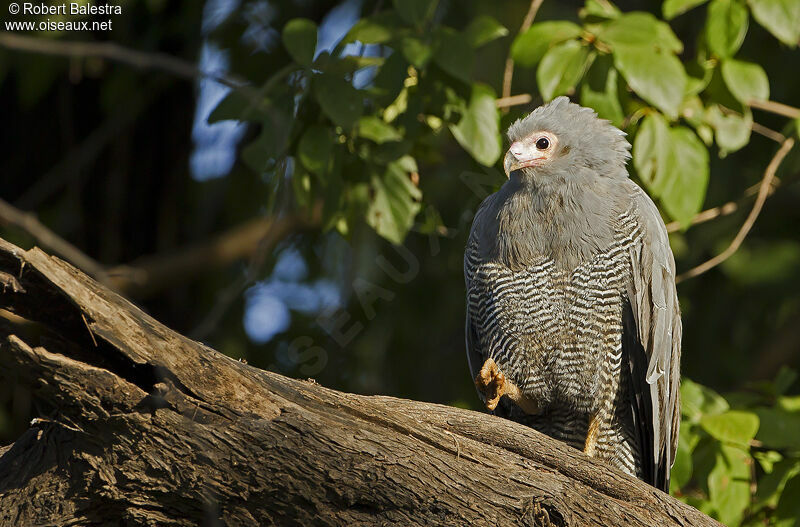 African Harrier-Hawk