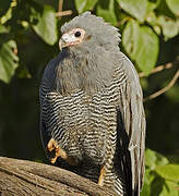 African Harrier-Hawk