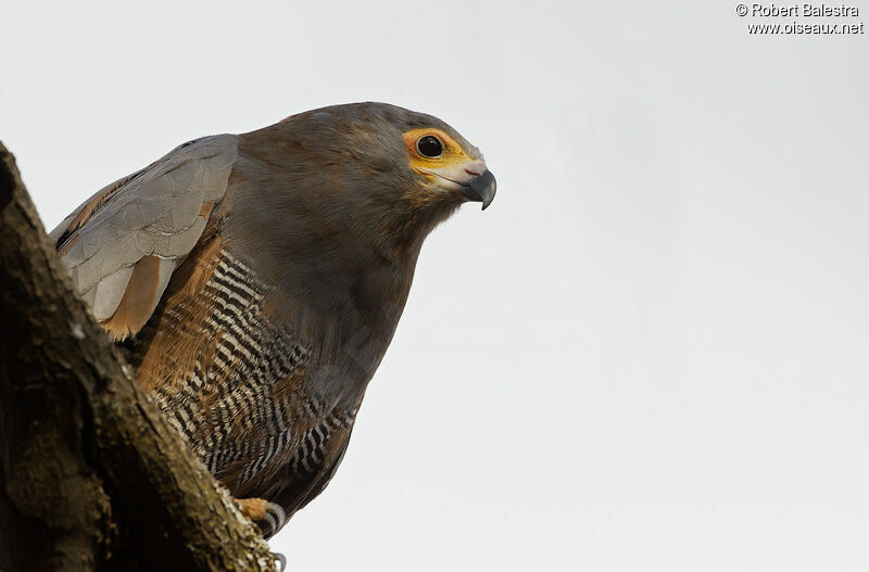 African Harrier-Hawk