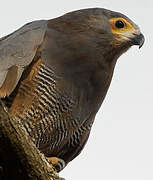 African Harrier-Hawk