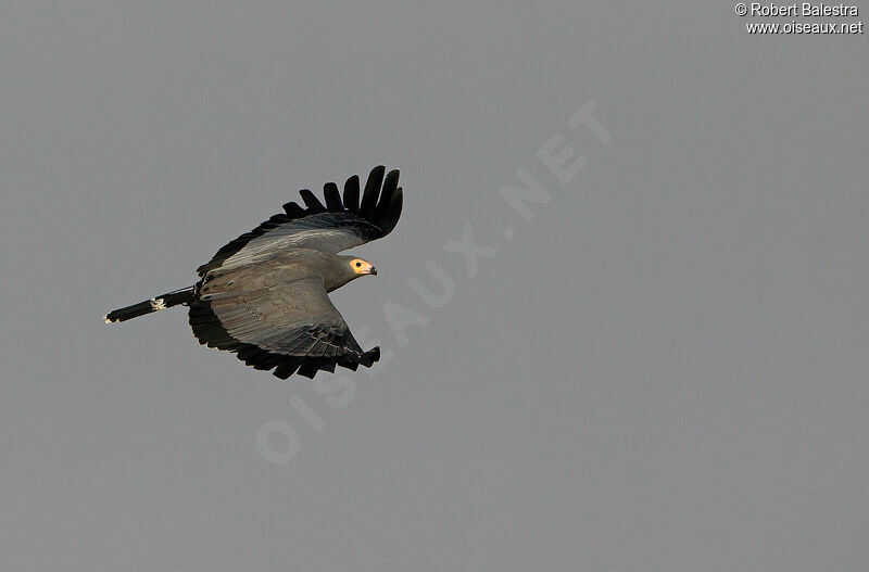 African Harrier-Hawk