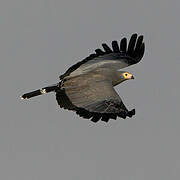 African Harrier-Hawk