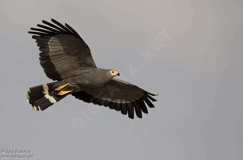 African Harrier-Hawk, identification