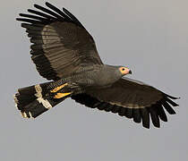 African Harrier-Hawk