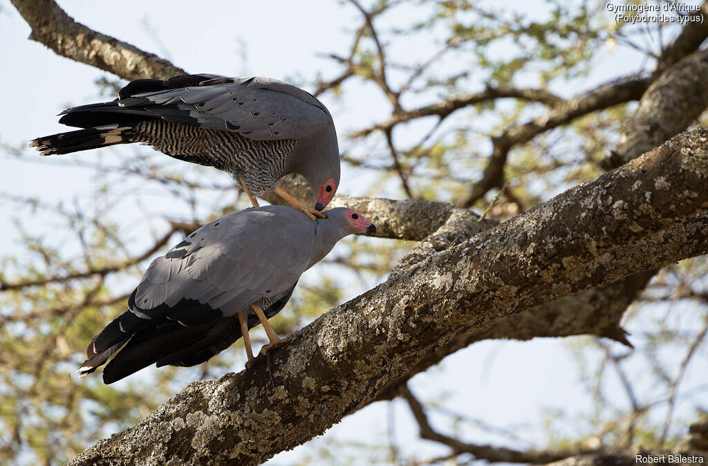 African Harrier-Hawkadult, mating.