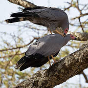 African Harrier-Hawk