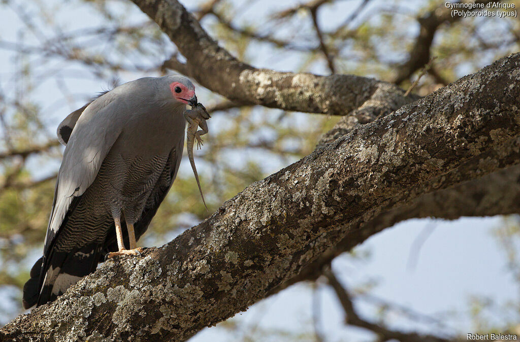 Gymnogène d'Afrique