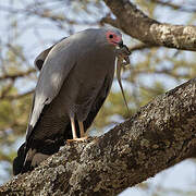 African Harrier-Hawk