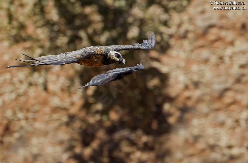 Bearded Vulture