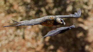 Bearded Vulture