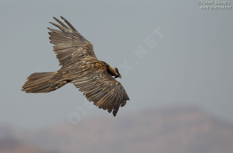 Bearded Vulture