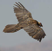 Bearded Vulture