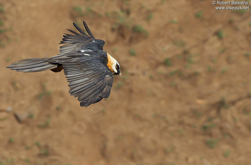 Bearded Vulture