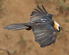 Bearded Vulture