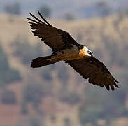 Bearded Vulture