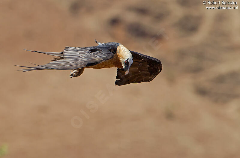 Bearded Vulture