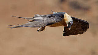 Bearded Vulture