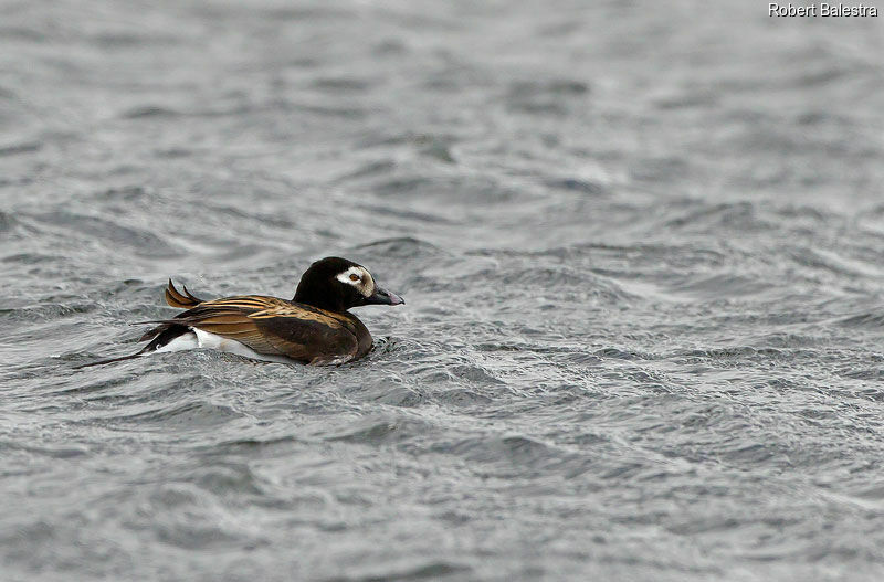 Long-tailed Duck