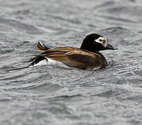 Long-tailed Duck