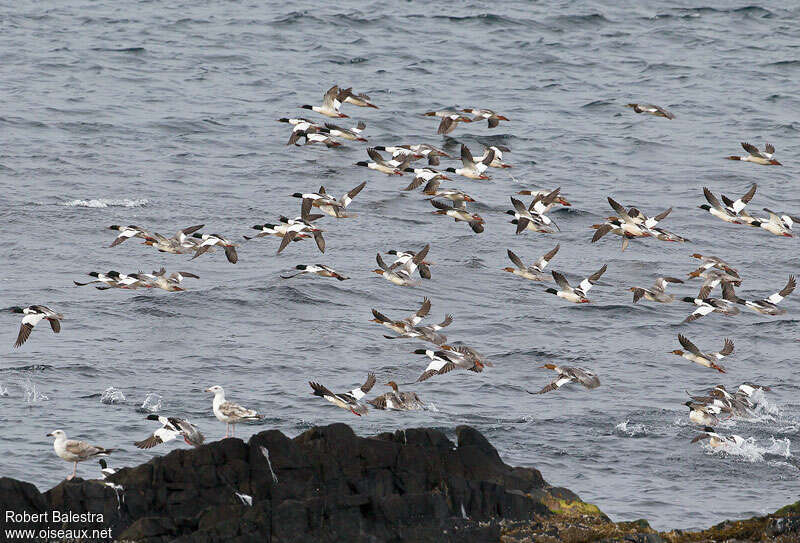 Common Merganseradult, Behaviour