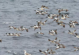 Common Merganser