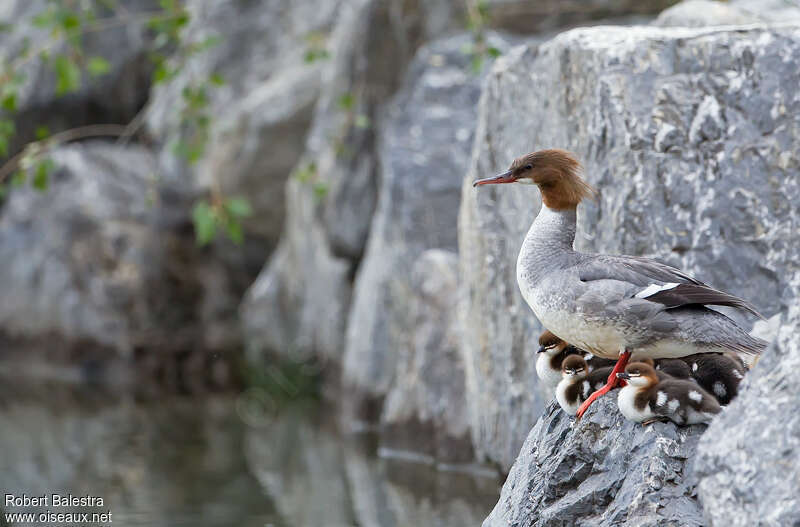 Common Merganser, habitat, Reproduction-nesting