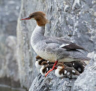 Common Merganser