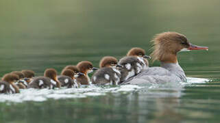 Common Merganser