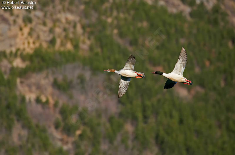 Common Merganser 