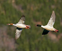 Common Merganser