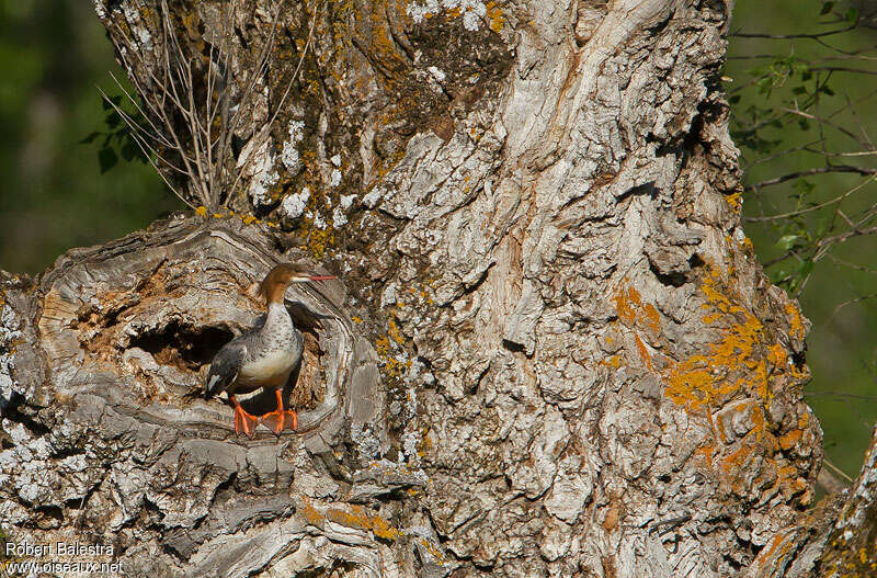 Common Merganser female adult, Reproduction-nesting