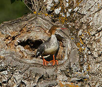 Common Merganser